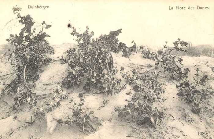 Duinbergen, La Flore des Dunes