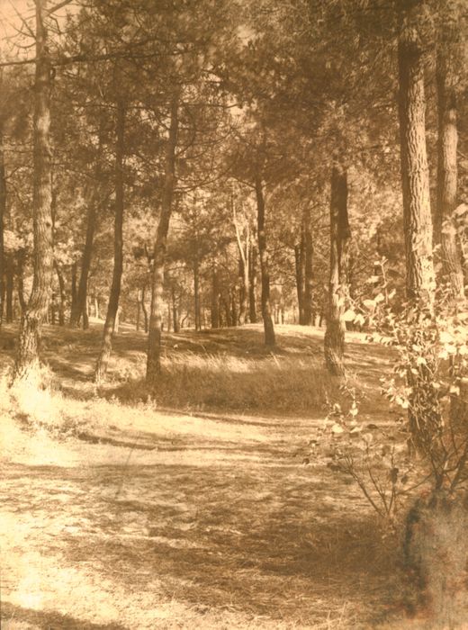 Bossen