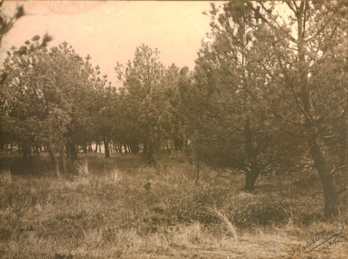 Bomen