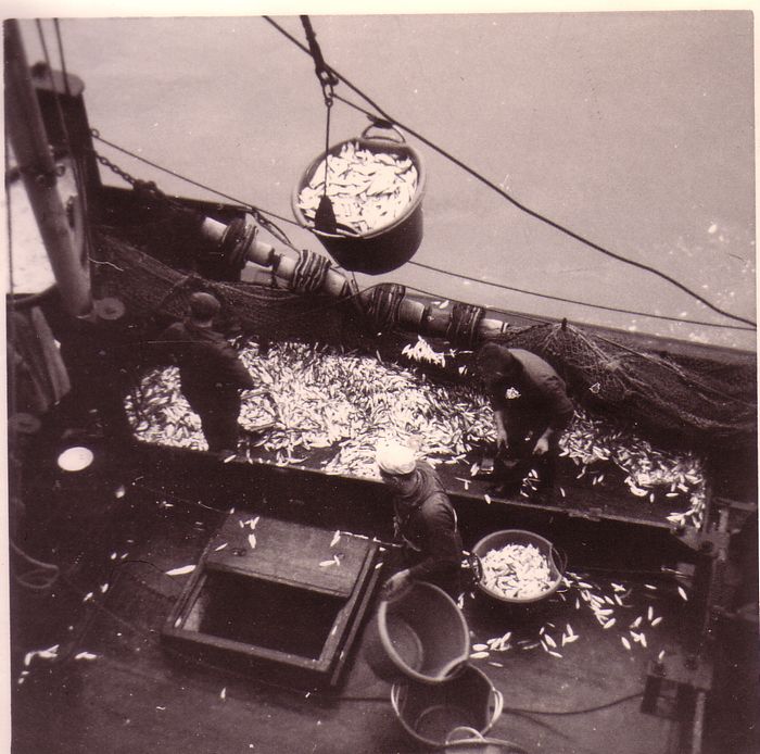Lossen van vis
