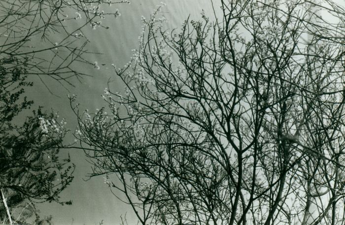 Lente