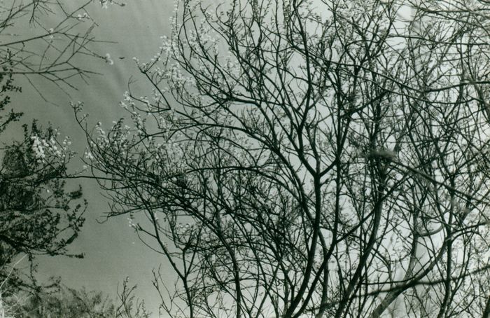 Lente
