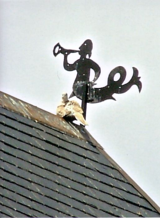 Windwijzer