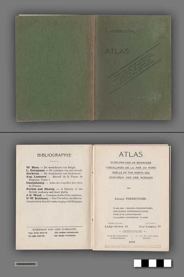 Atlas: Schelpen van de Noordzee