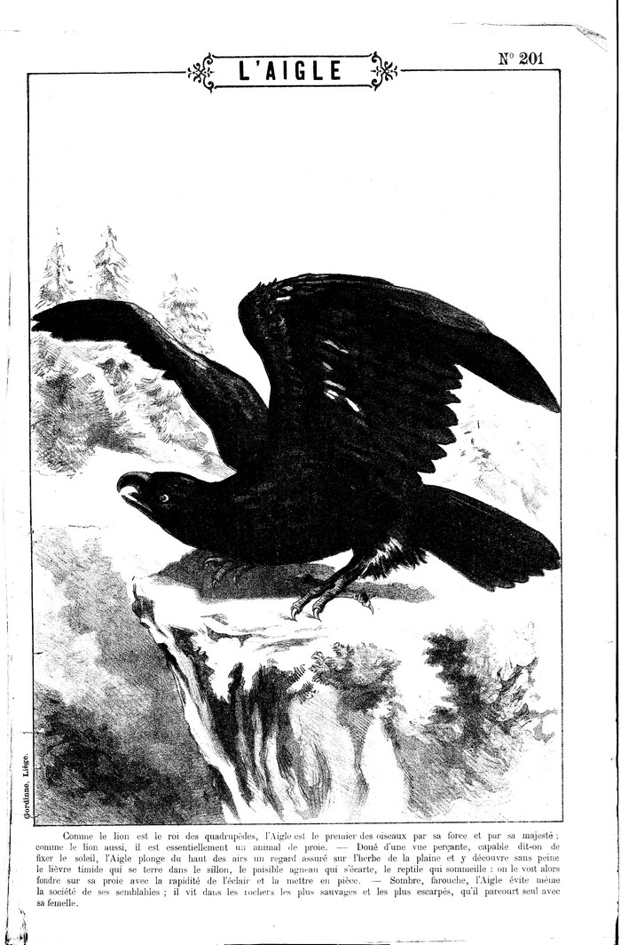 L?aigle