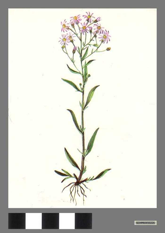 Zeeaster - Aster