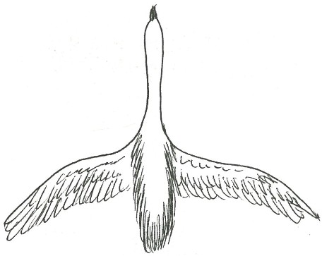 afbeelding 18