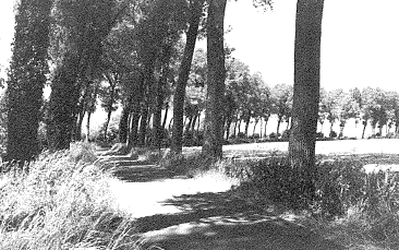 zomerse weelde krinkeldijk